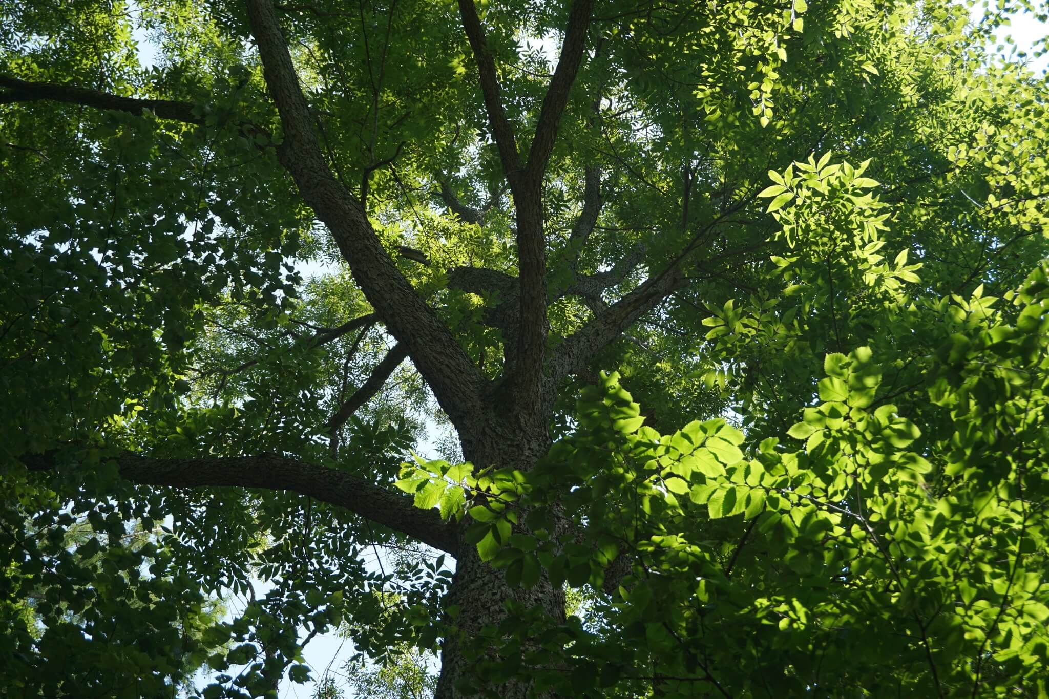Carya illinoinensis